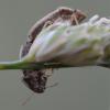 Neottiglossa bifida
